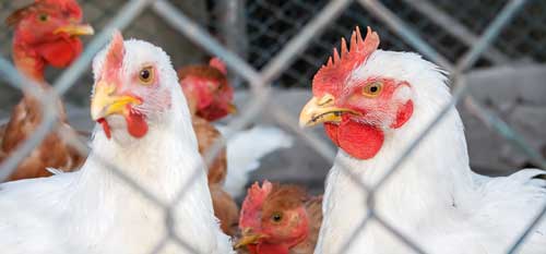 Sequoia Style Privacy Fence