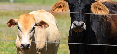 Sequoia Style Privacy Fence