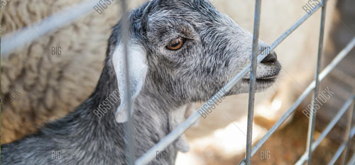 Aspen Style Privacy Fence