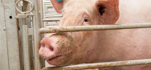 Sequoia Style Privacy Fence