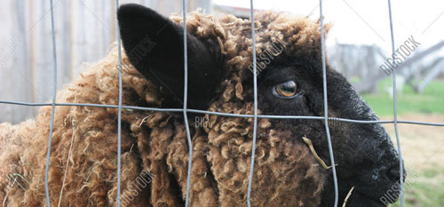 Arrowwood Style Privacy Fence